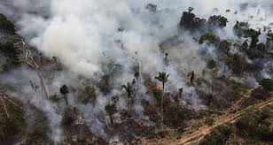 Resultado de imagem para chico mendes e amazonia