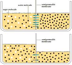 Osmosis (/ɒzˈmoʊ.sɪs/) is the spontaneous net movement or diffusion of solvent molecules through a selectively permeable membrane from a region of high water potential (region of lower solute concentration) to a region of low water potential (region of higher solute concentration). Osmosis Definition Examples Facts Britannica