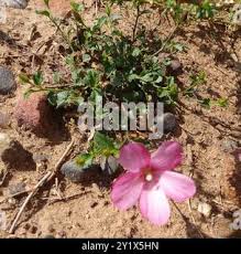 Image result for Hibiscus pusillus