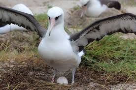 Bird With White Ring Around Neck Wisdom The Albatross World S Oldest Wild Bird Lays Another Egg Wild Birds Birds Wildlife