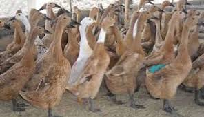 Bagian komputer berfungsi mencetak tulisan dan gambar adalah? Tatalaksana Pakan Bebek Petelur