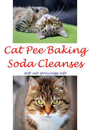 Large Boat Plans Cat Pee Cat Pee Smell Cats