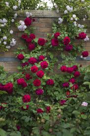 Tess Of The D Urbervilles Est Un Arbuste Ou Petit Grimpant 1 75 M A 2 5 M Aux Grandes Fleurs Parfumees D Une Vive Cou Fleur Jardin Jardin Gothique Et Jardins