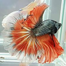 ♡ my online shop ♡ from tropical fish forum's thread of the best of aquabid www.fishforums.net feel free to leave comments spam. Aquabid Com Hm Orange Copper Gold Betta Betta Fish Betta Fish Tank