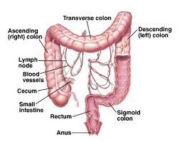 Pin On Anatomy Medicine Com