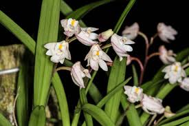 Image result for Polystachya anastacialynae