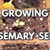Learn how to take rosemary cuttings from an established mother plant and grow new rosemary plants in containers that can be moved outside in summer and indoors in winter. Https Encrypted Tbn0 Gstatic Com Images Q Tbn And9gcslstxcb14wiu9tdis1h9jvkcz1hxhkd7ujjjbfj1qexuirh0tj Usqp Cau