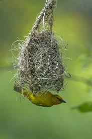 Different Types Of Birds With Their Nests Spectacled Weaver Making Nest Lake Naivasha Kenya S4e5962 Beautiful Birds Wild Birds I Like Birds