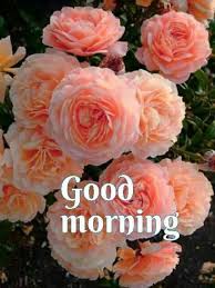 Pin By Baherulal Prajapat On Nature Good Morning Flowers Good Morning Flowers Pictures Good Morning Roses