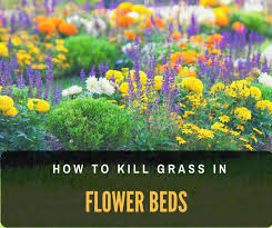 Many gardeners would like to convert a lawn area to a flower bed. How To Kill Grass In Flower Beds What You Need To Know