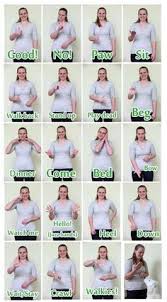 16 best deaf dog training images deaf dog deaf dog