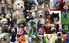 Mantled for miracles to your collection. Heart Pet Rescue Events Facebook