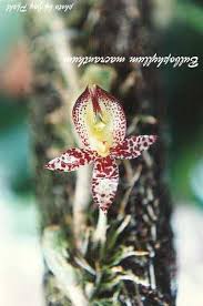 Image result for Bulbophyllum sp. nov