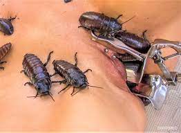swarmed-prev3.jpg - Vaginal-pussy Insect insertion-unbirth | MOTHERLESS.COM  ™