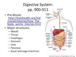 The gallbladder stores and releases bile for digestion. Digestive System