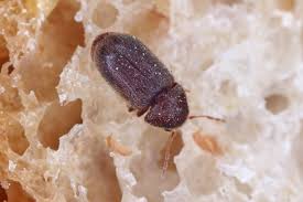 The small brown bugs found in kitchen cupboards and on kitchen counters are grain or flour beetles. What Are The Small Brown Beetles In My Home Drugstore Beetles Alabama Cooperative Extension System