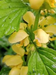 Image result for Lamium galeobdolon