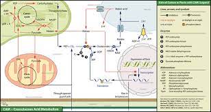 We start off in the chloroplast of the mesophyll cell, with pepa, or phosphoenolpyruvate, which is a three carbon. Crassulacean Acid Metabolism Wikipedia