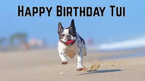 Maybe you would like to learn more about one of these? Tui S Birthday My Little French Bulldog Youtube