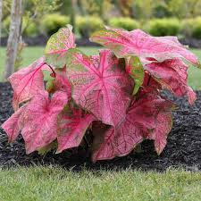 Pin On Caladiums