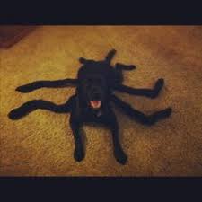 Black Widow Lab Shay O Donnell Obrock Finn S Halloween Costume Next Year Big Dog Halloween Costumes Dog Halloween Costumes Puppy Halloween Costumes