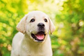 Squirrel has already been traumatized by being separated from its mother, not to mention falling, possible injuries, etc. 10 Step Puppy Care Guide For New Dog Parents Tractive Blog