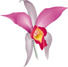 Image result for Platylepis glandulosa