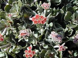 Image result for Eriosema pumilum