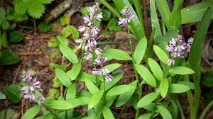 Image result for Polygala macrostigma