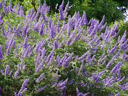 Image result for Vitex franceseana