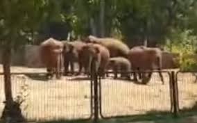 Pictures elephant for less, at your doorstep faster than ever! Israeli Zoo Video Shows Elephants Protecting Calf In Rocket Attack The Times Of Israel