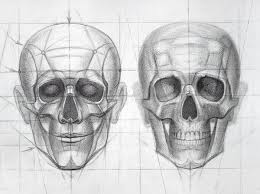Start by drawing a very light line down the center of the face. Human Head Anatomy Drawing Novocom Top