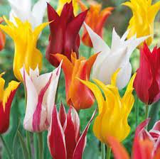 Tulip Lily Mixture Lily Flowering Tulips 5 Large Bulbs Calla Lily Bulbs Lily Bulbs Lily Flower