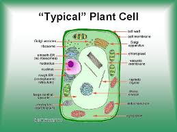 Maybe you would like to learn more about one of these? Plant Cells Structure And Function Eukaryotic Plant Cell