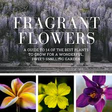 Green, flowery, lactonic, narcotic and…? 14 Of The Best Fragrant Flowers To Grow For A Sweet Scented Garden Dengarden