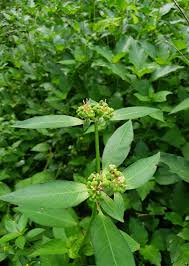 Image result for Euphorbia heterophylla