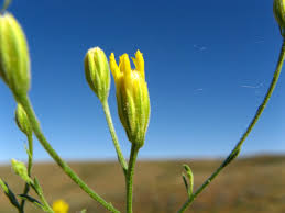 Image result for Pegolettia senegalensis