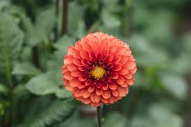 Image result for Dahlia sp. (cultivar)
