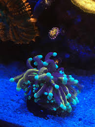 I thought the ny knicks version had white tips (blue under blue light) there's a lot variations in these indo torches. N Y Knicks Torch Still Acclimating More Pictures After It Opens Up Reeftank