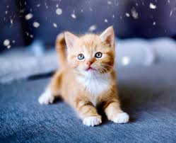 One notable feature that distinguishes this breed from others, along with its antiquity, is that. Siberian Forest Cat For Sale Uk Adopt Siberian Kitten