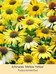 Mein Schoner Garten Sommerliebe Stauden Kollektion 14 Pflanzen Pflanzen Stauden Gartenbeet