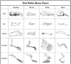 52 Punctilious Bone Chart For Owl Pellets