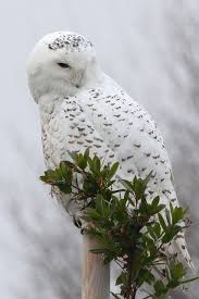Source Flickr Paridae Snowy Owl Beautiful Birds Owl Pictures Animals Beautiful