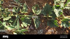 Image result for Dicerocaryum eriocarpum