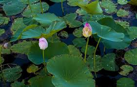 1 like · 3 talking about this. Gardenamania Pik Cveteniya Lotosov Na Pervomajskih Prudah Facebook