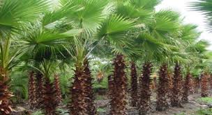 Image result for Washingtonia