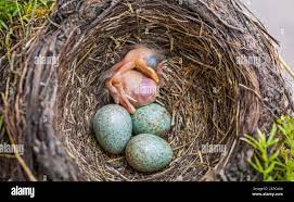 Newborn Baby Blackbird In The Nest Young Bird Newborn And Eggs In The Nest Turdus Merula Common Blackbird Stock Photo Alamy