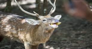Protecting strawberry plants from deer. Do Deer Eat Fruits Bananas Apple Berries Oranges Pears Watermelon