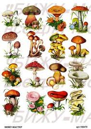 Contoh gambar rumah adat honai; 76 Berkebun Ideas Perabot Palet Cendawan Taman Herba