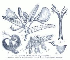 Image result for Aeschynomene cristata